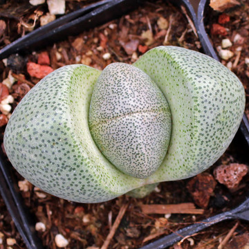 Pleiospilos - Split Rock