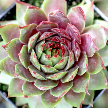 Sempervivum 'Saturn' (Young) - April