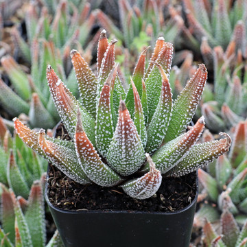 Haworthiopsis attenuata 'Concolor' - May