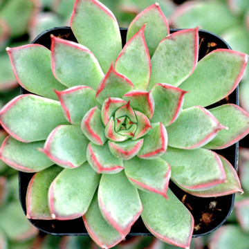 Echeveria 'Sagitta'