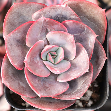 Echeveria 'Muesli' - February