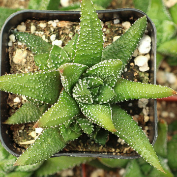 Haworthiopsis attenuata f/ Enon - August