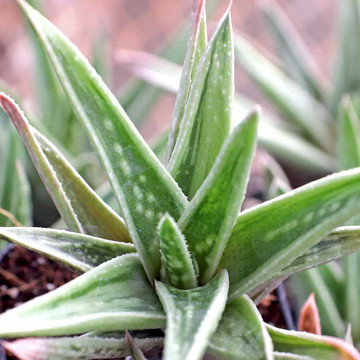 Gasteraloe 'White Wings'