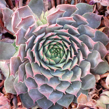 Sempervivum 'Pacific Blue Ice' (Outdoors) - November