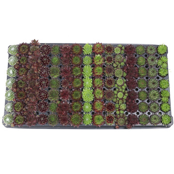 Sempervivum Bulk 105 Tray - 15 Types w/ ID - 1.2in Plugs