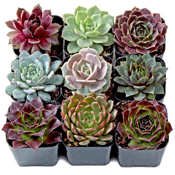 Rosette Succulent Set of 9 Types - 2in Pots w/ ID