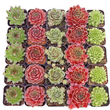 Sempervivum Bulk 25-Pack (5 Varieties, 2" Pots) - Spring