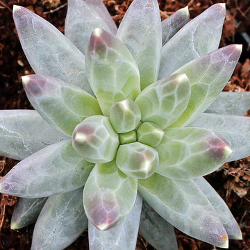 Pachyphytum compactum - Late Summer