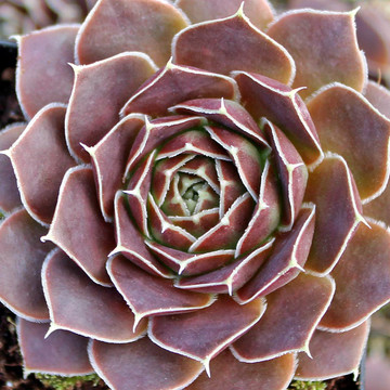 Sempervivum heuffelii 'Aphrodite' - March