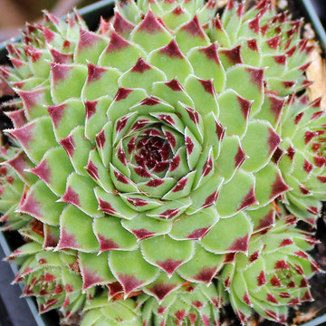 Sempervivum calcareum 'Mrs. Giuseppi' (Mature)