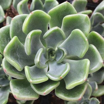 Echeveria 'Goochie' - August