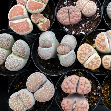 Lithops - Living Stones