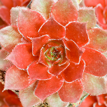 Sempervivum 'Red Rubin' - April