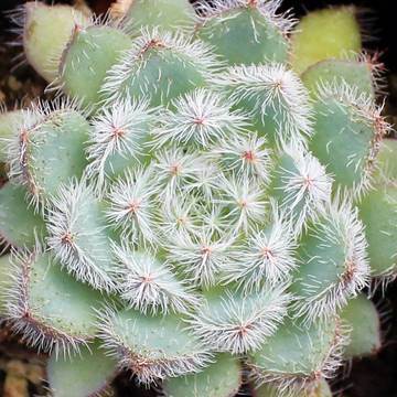 Echeveria setosa var. minor