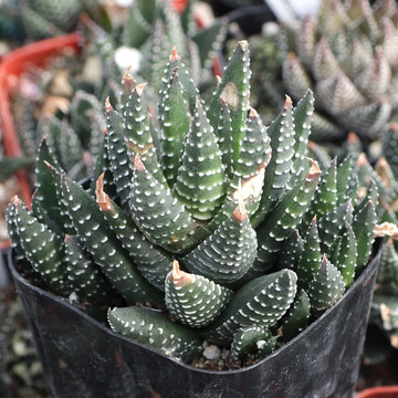 Haworthiopsis coarctata f. baccata