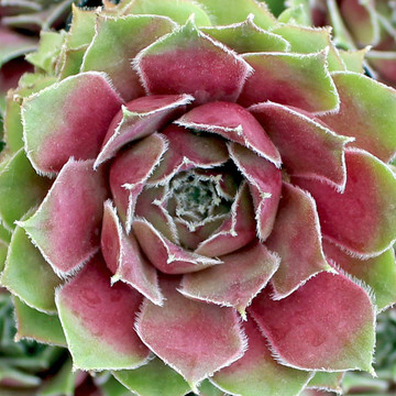 Sempervivum 'Moss Rose' (Young) - Summer