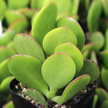 Crassula ovata - Classic Jade