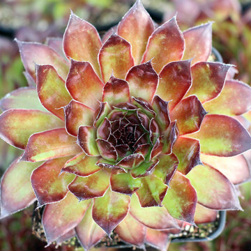 Sempervivum 'Black' (Mature) - April