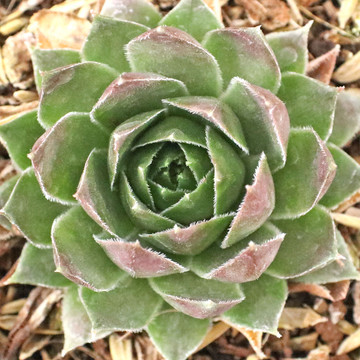 Sempervivum 'Hopewell' - December