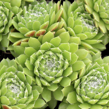 Sempervivum 'Spring Beauty' (Young)