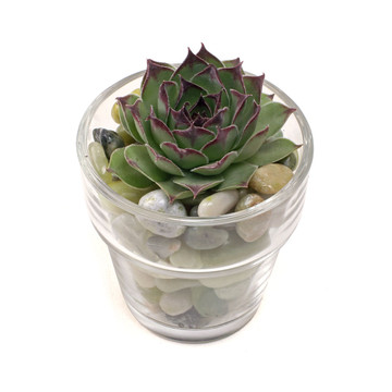 Clear Glass Votive Cups - Flower Pot Planted