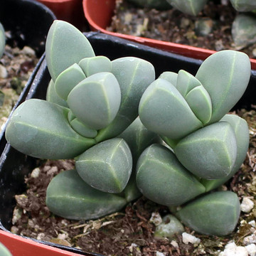 Corpuscularia lehmannii – Ice Plant