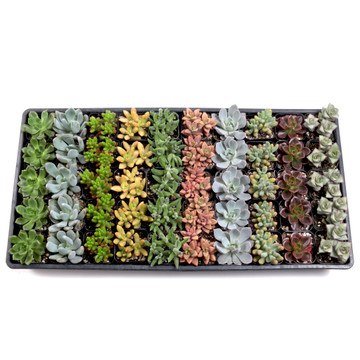 Soft Succulents Bulk 50 Tray - 10 Types w/ ID - 2in Pots