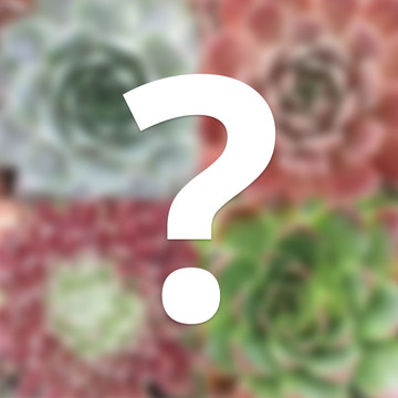 Mystery Sempervivum