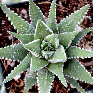 Haworthia 'Big Band'- Zebra Plant