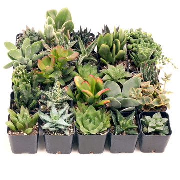 Indoor Succulent Tray - 2in Containers - 25 Varieties