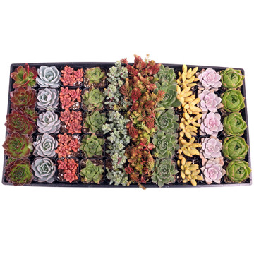 MCG Awesome™ 50 Bulk Succulents - 10 Types w/ ID - 2in Pots