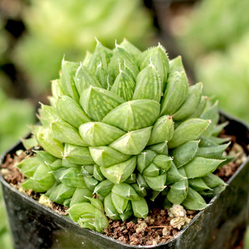 Haworthia cymbiformis var. lepida - October