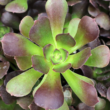 Aeonium urbicum 'Rubrum' - December