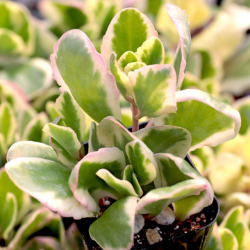 Kalanchoe fedtschenkoi f. variegata 'Aurora Borealis'