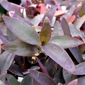 Tradescantia pallida 'Purpurea'