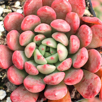 Graptoveria 'Bashful'