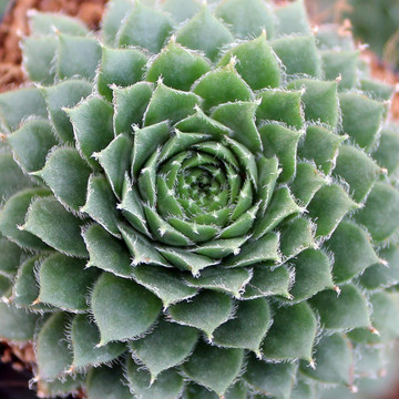 Sempervivum 'Pilioseum'