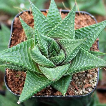 Haworthiopsis limifolia var. limifolia - Fairy Washboard