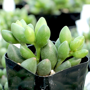 Adromischus filicaulis ssp. marlothii (tips can grow pointed)