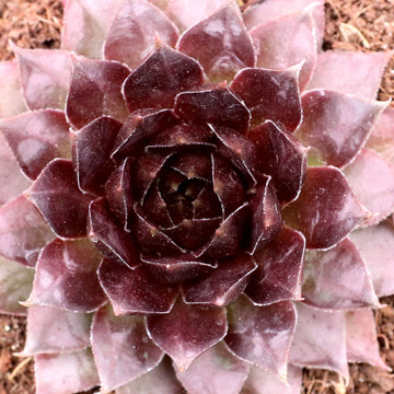 Sempervivum 'Saga' - Winter