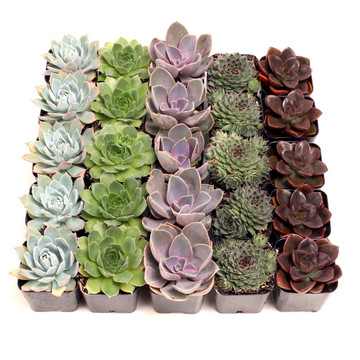 Rosette Succulents Bulk 25 Tray - 5 Types w/ ID - 2in Pots