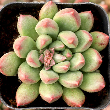 Pachyveria 'Jewel Tone' - February