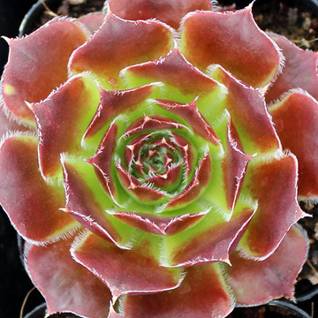 Sempervivum heuffelii 'Worstiana'