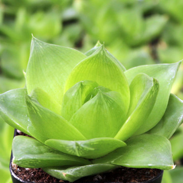 Haworthia cymbiformis f. planifolia - March