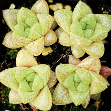 Haworthia reticulata var. hurlingii