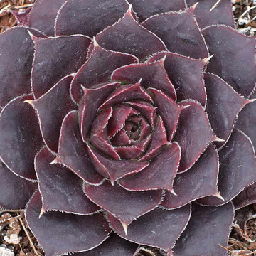 Sempervivum heuffelii 'Bora'