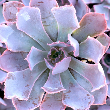 Echeveria 'Neon Breakers'