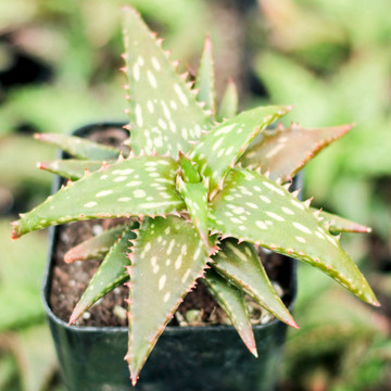 Aloe jucunda - October