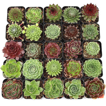 Hardy Rosette Bulk 25 Tray - 25 Types w/ ID - 2in Pots - April