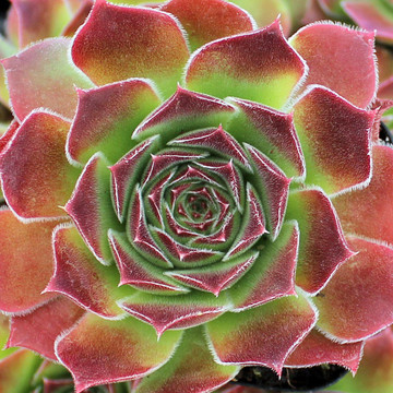 Sempervivum heuffelii 'Purple Spring'